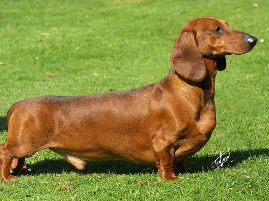 Dachshund wallpapers HD