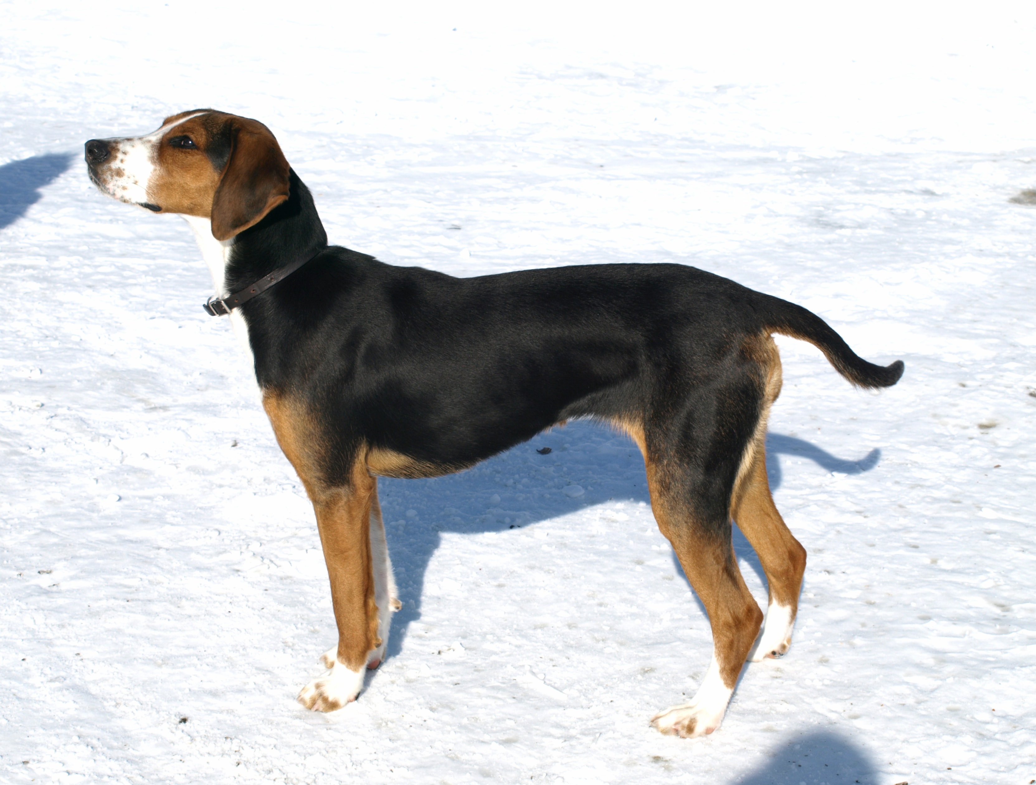 Finnish Hound wallpapers HD