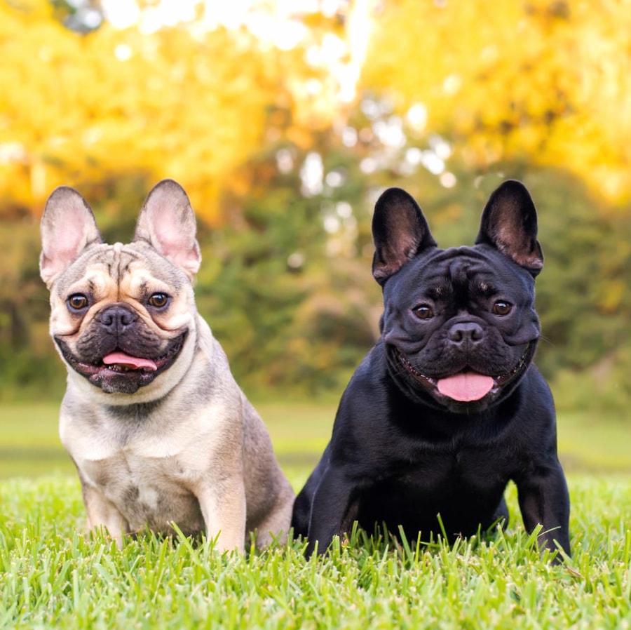 French Bulldog wallpapers HD