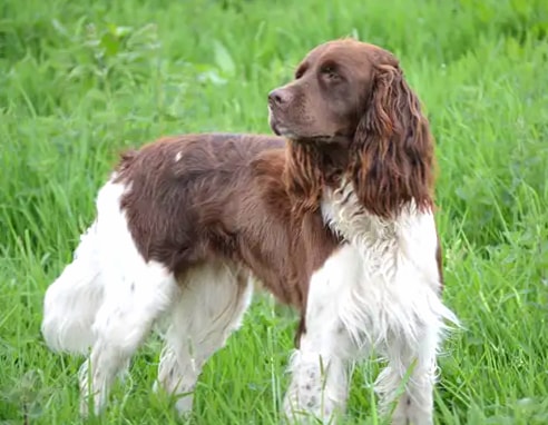 French Spaniel wallpapers HD