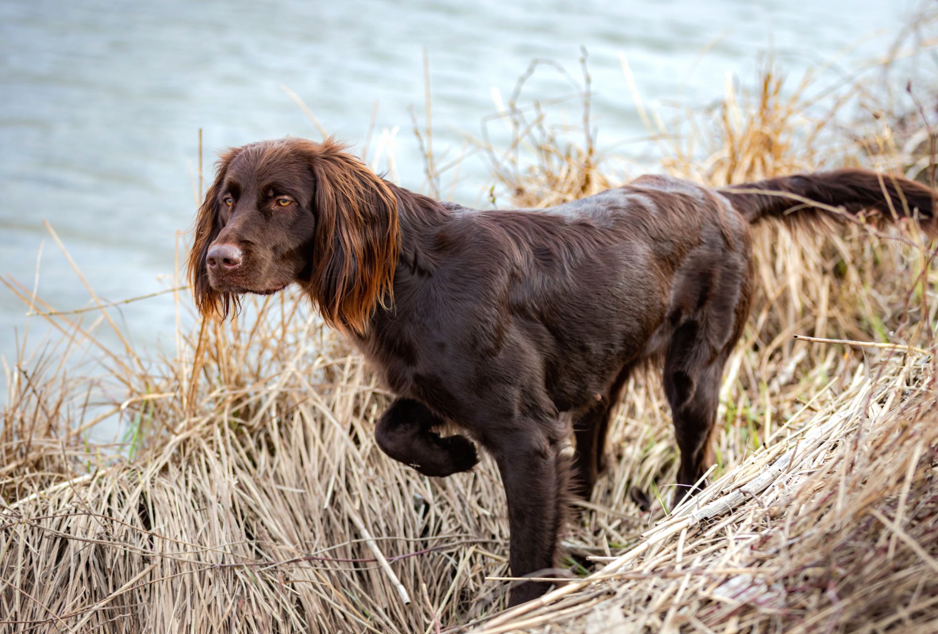 German Longhaired Pointer wallpapers HD