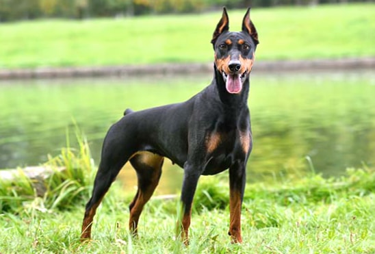 German Pinscher wallpapers HD