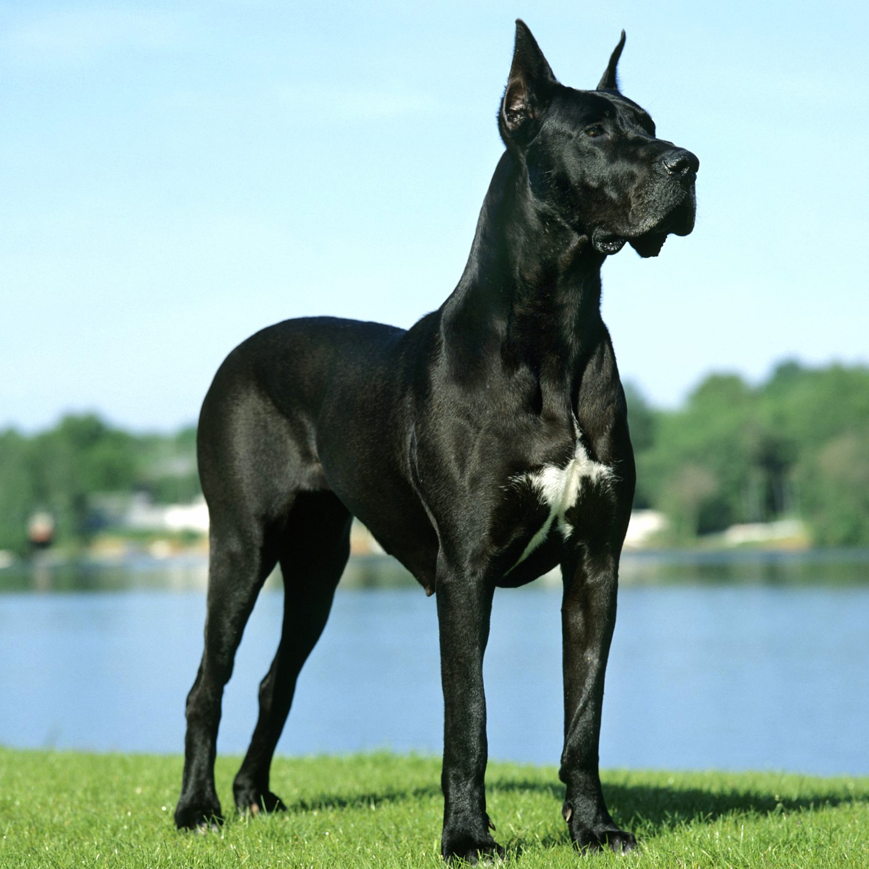 Great Dane wallpapers HD