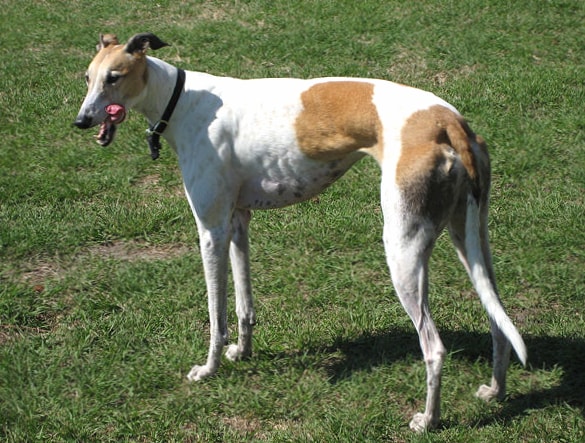 Greyhound wallpapers HD