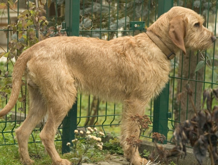 Griffon Fauve de Bretagne wallpapers HD