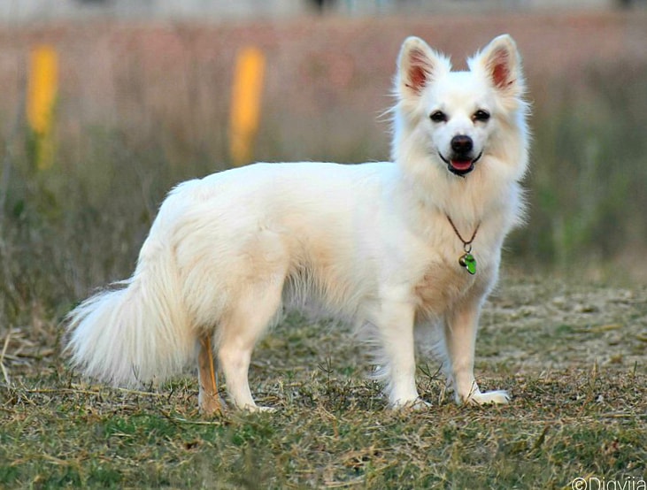 Indian Spitz wallpapers HD