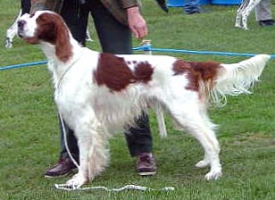 Irish Red and White Setter wallpapers HD