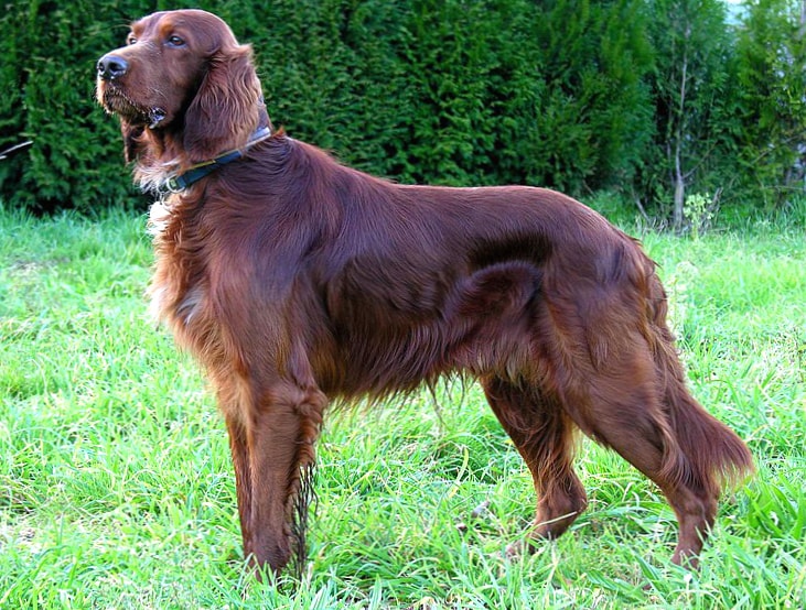 Irish Setter wallpapers HD