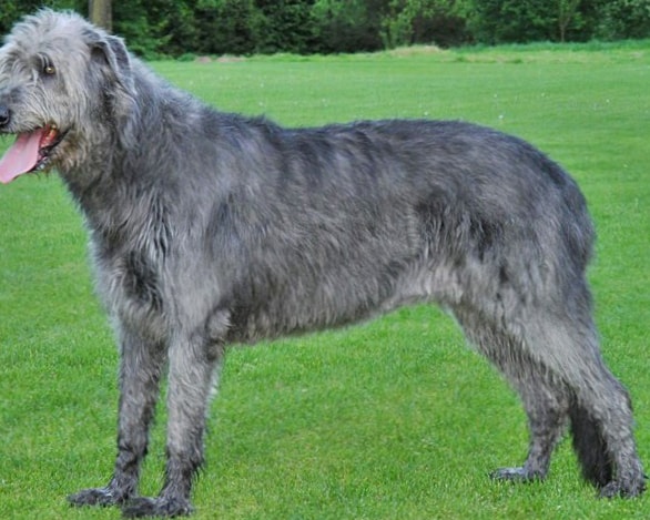 Irish Wolfhound wallpapers HD