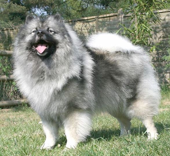 Keeshond wallpapers HD