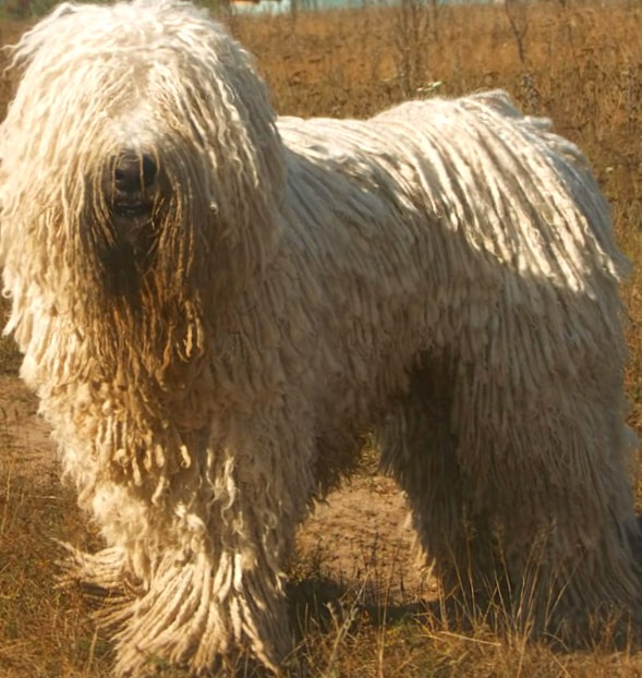 Komondor wallpapers HD