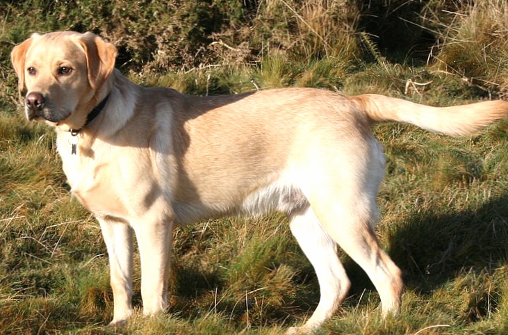 Labrador Retriever wallpapers HD