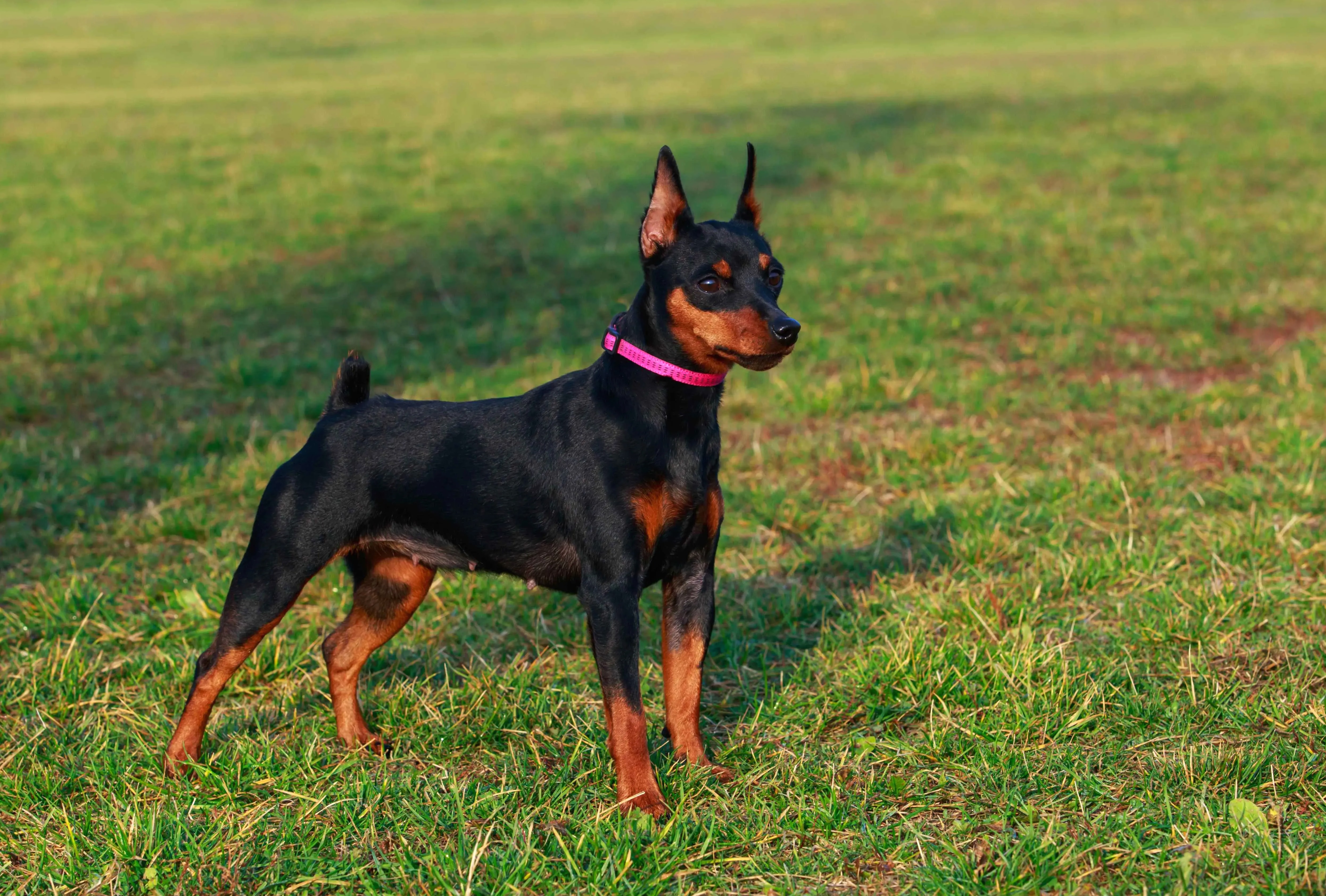 Miniature Pinscher wallpapers HD