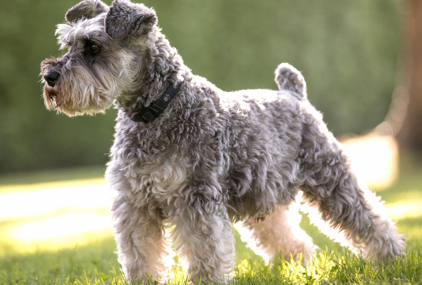 Miniature Schnauzer wallpapers HD