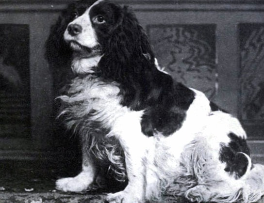 Norfolk Spaniel wallpapers HD