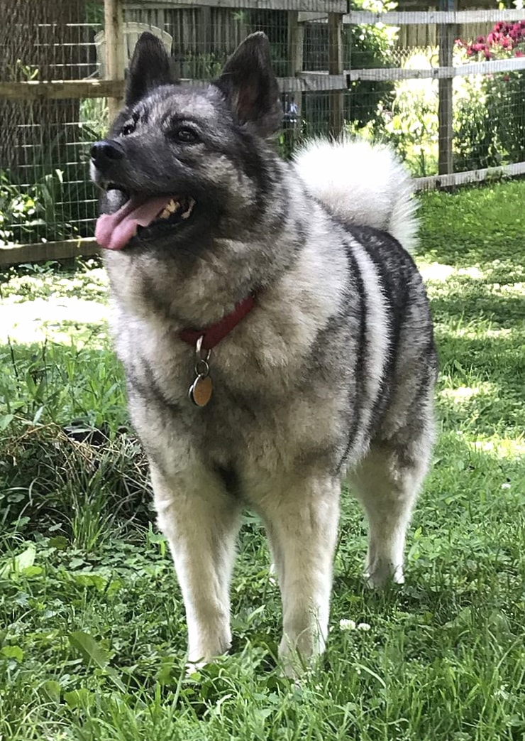 Norwegian Elkhound wallpapers HD