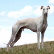 Old Croatian Sighthound wallpapers HD