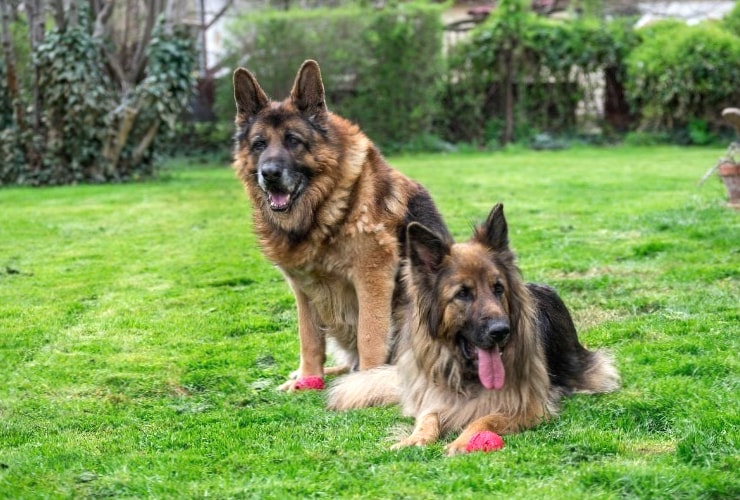 Old German Shepherd Dog wallpapers HD