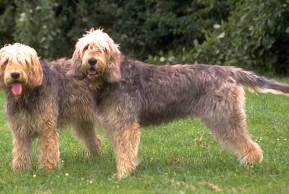 Otterhound wallpapers HD