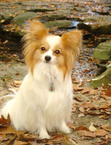 Papillon breed wallpapers HD