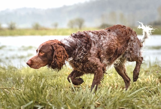 Pont-Audemer Spaniel wallpapers HD