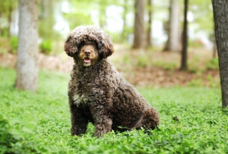 Portuguese Water Dog wallpapers HD