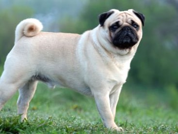 Pug wallpapers HD