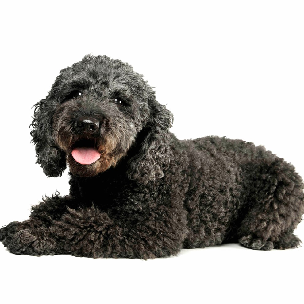 Pumi breed wallpapers HD