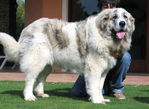 Pyrenean Mastiff wallpapers HD