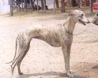 Rampur Greyhound wallpapers HD