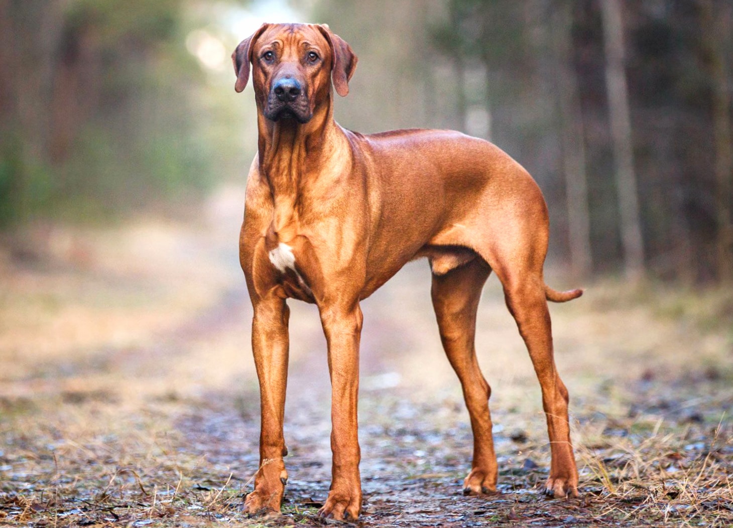 Rhodesian Ridgeback wallpapers HD