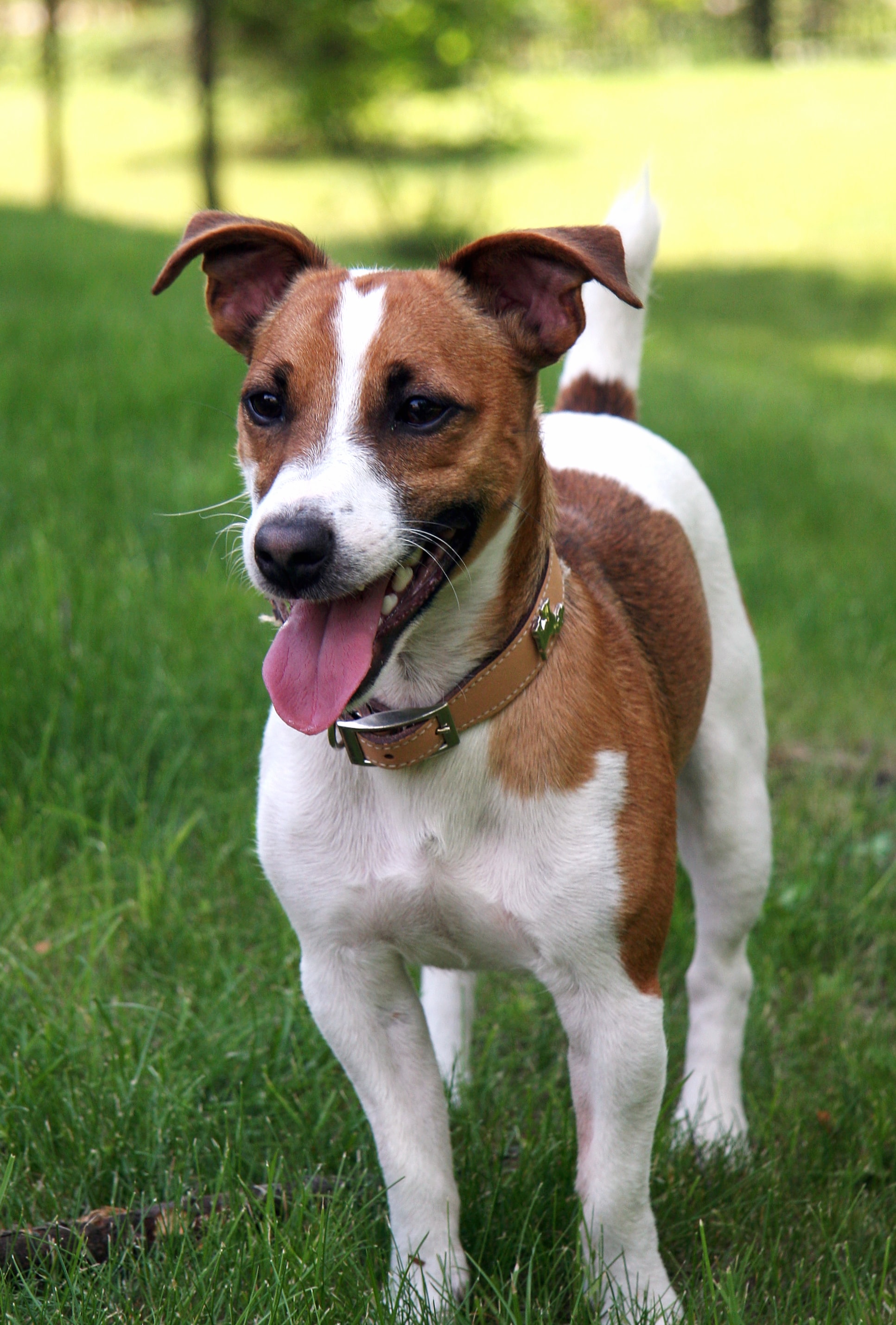 Russell Terrier wallpapers HD