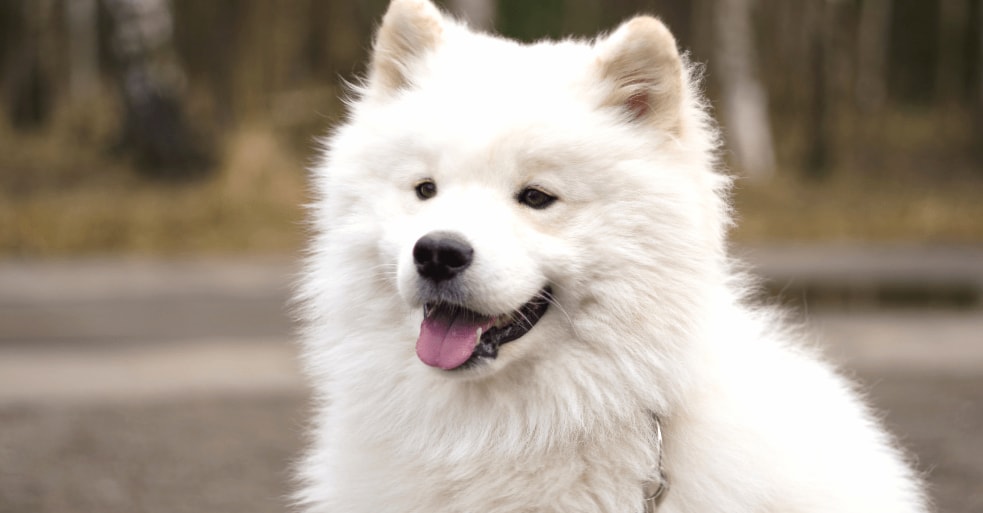 Samoyed breed wallpapers HD