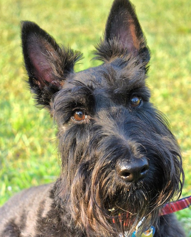 Scottish Terrier wallpapers HD