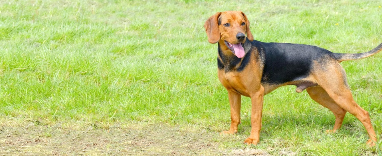 Serbian Hound wallpapers HD