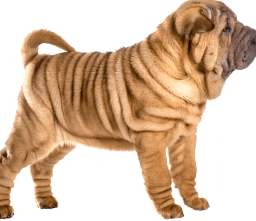 Shar Pei wallpapers HD