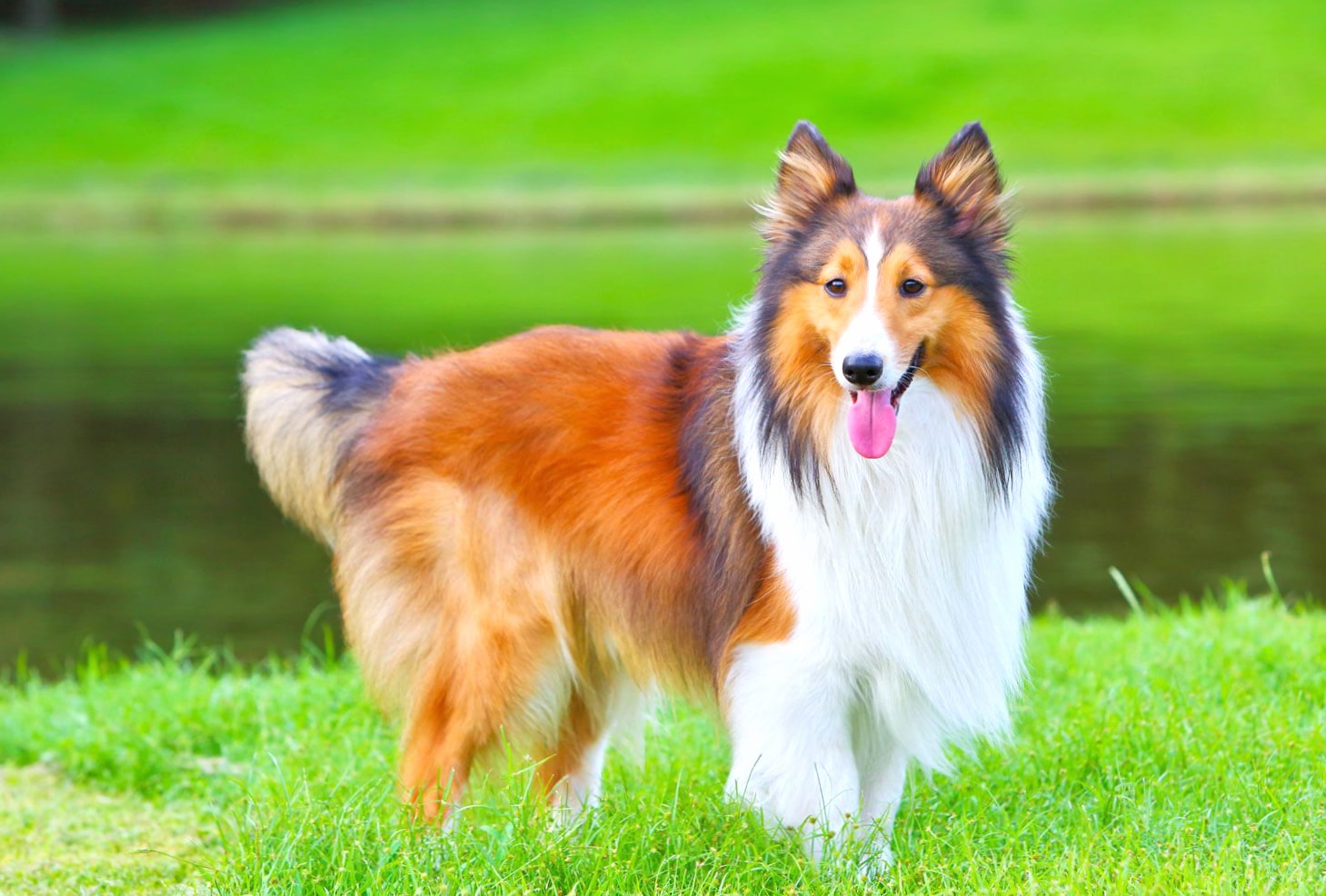 Shetland Sheepdog wallpapers HD