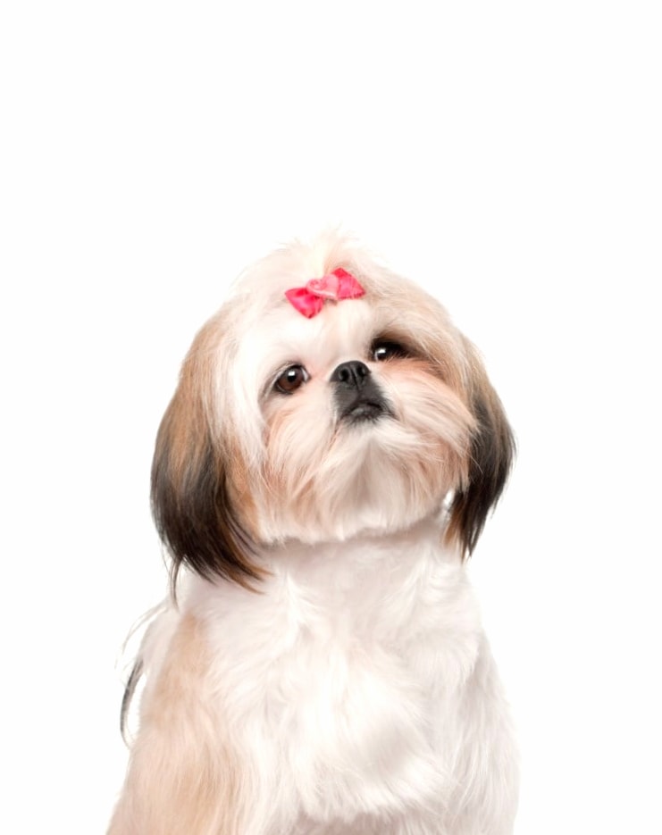 Shih Tzu wallpapers HD