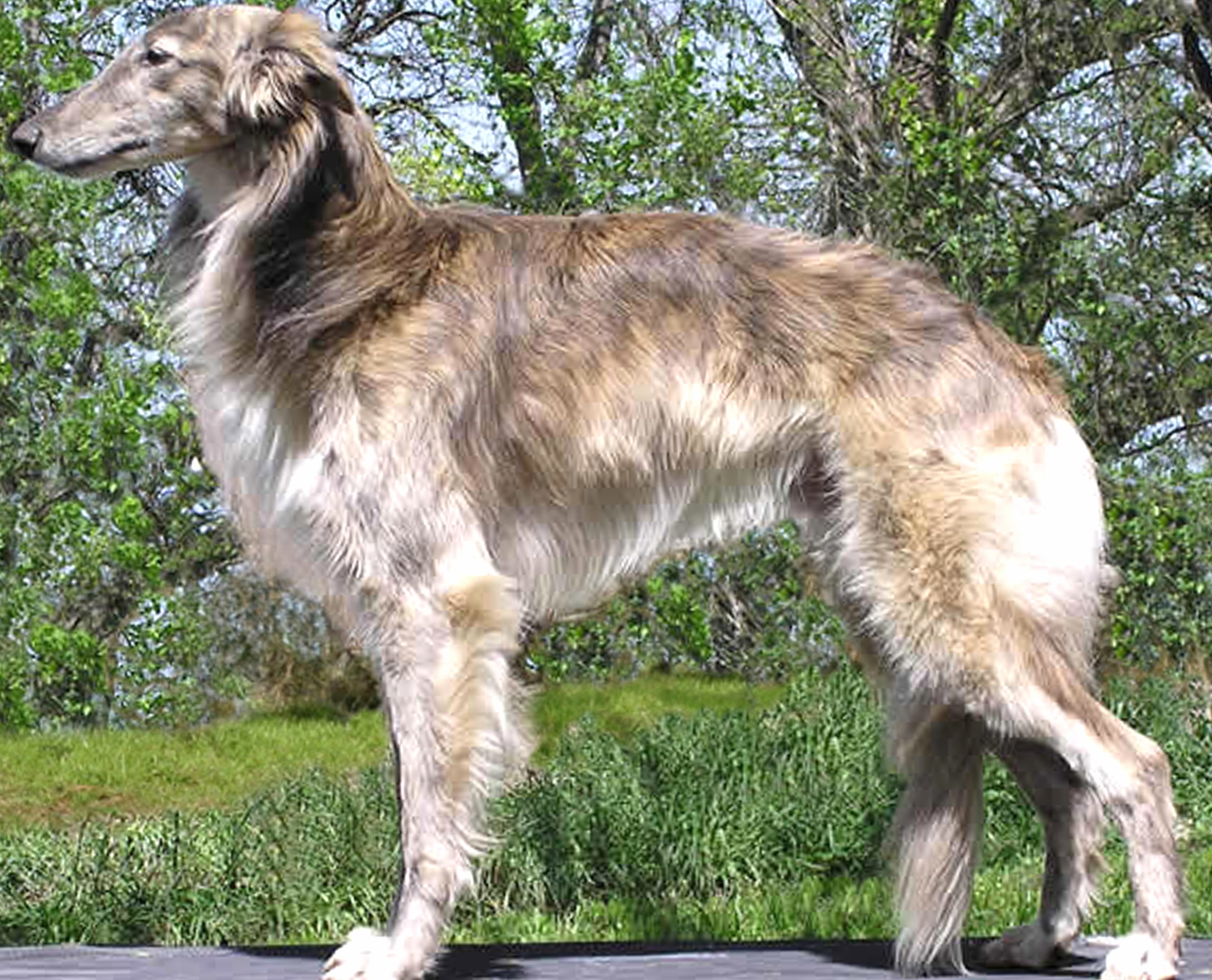 Silken Windhound wallpapers HD