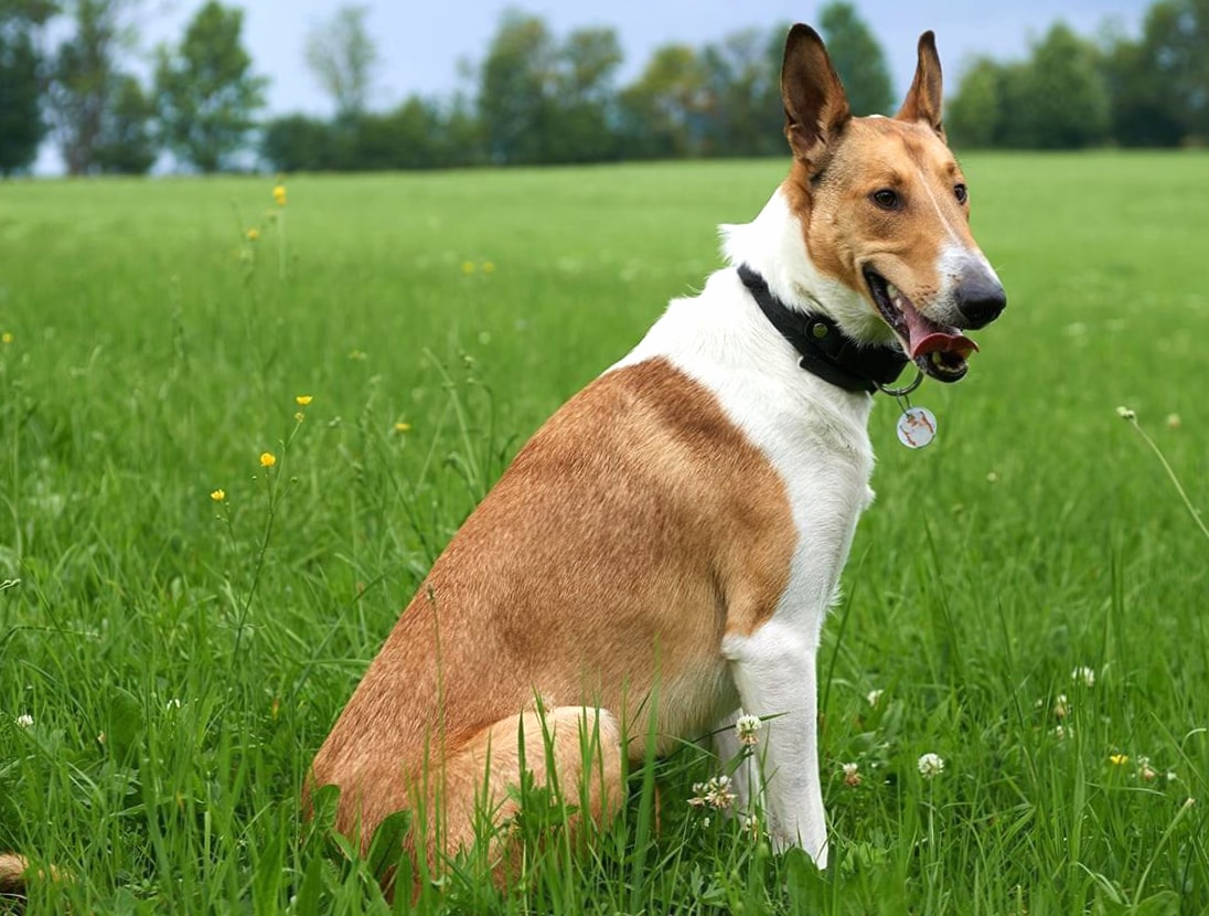 Smooth Collie wallpapers HD