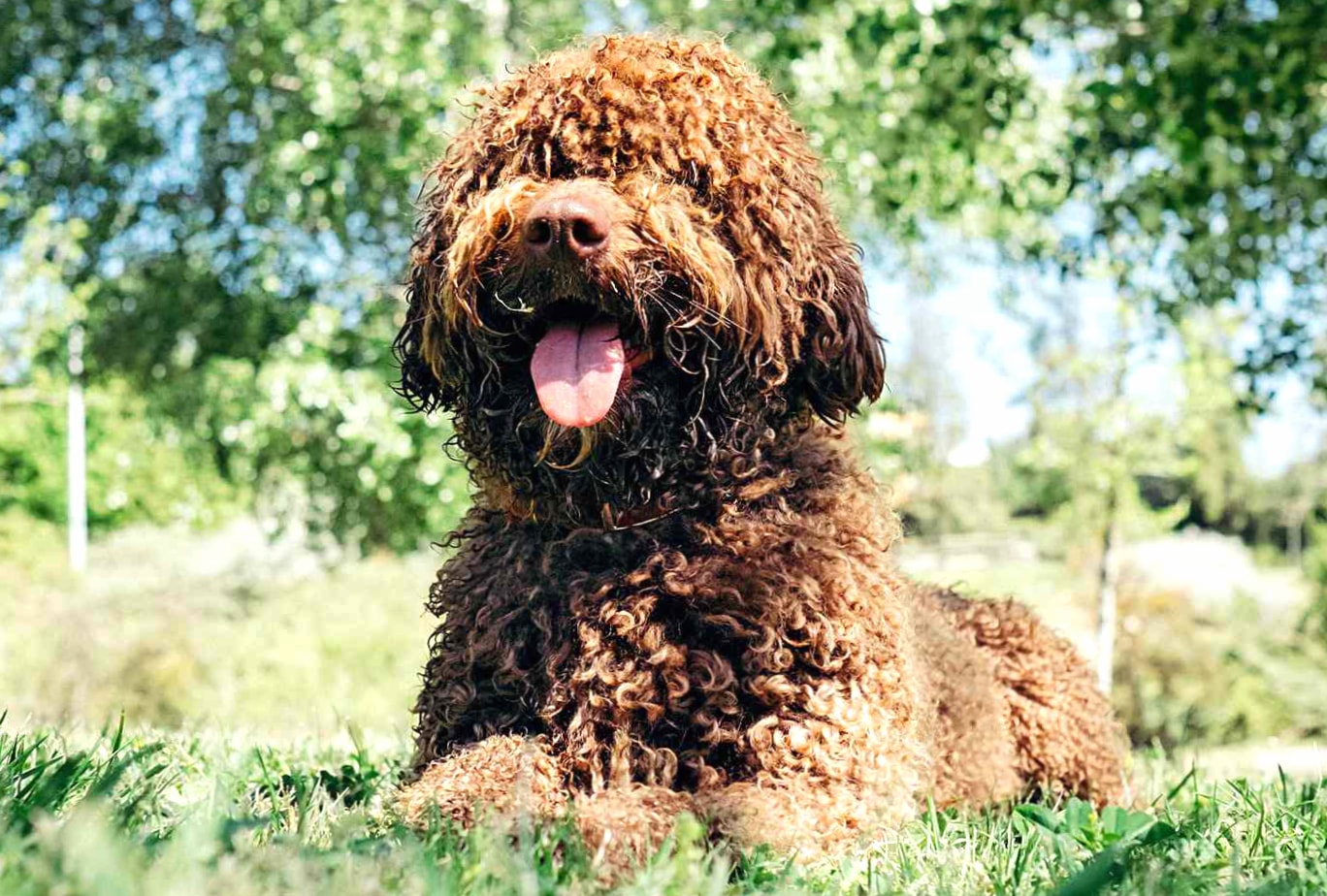 Spanish Water Dog wallpapers HD