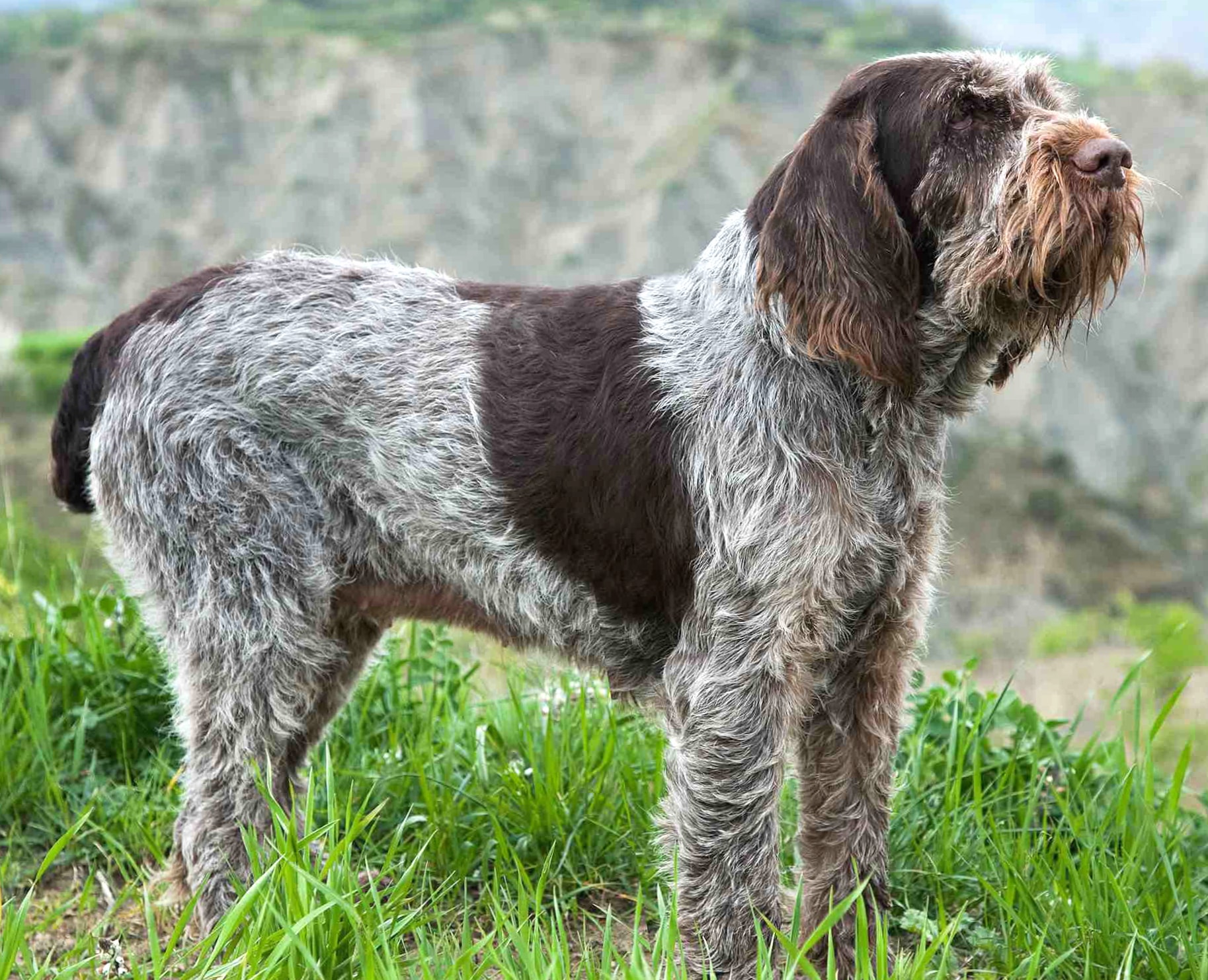 Spinone Italiano wallpapers HD