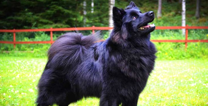 Swedish Lapphund wallpapers HD