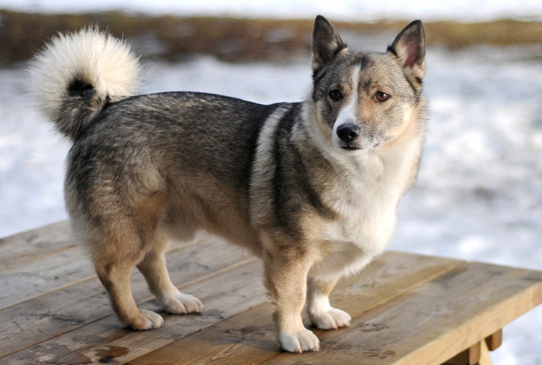 Swedish Vallhund wallpapers HD