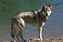 Tamaskan Dog wallpapers HD