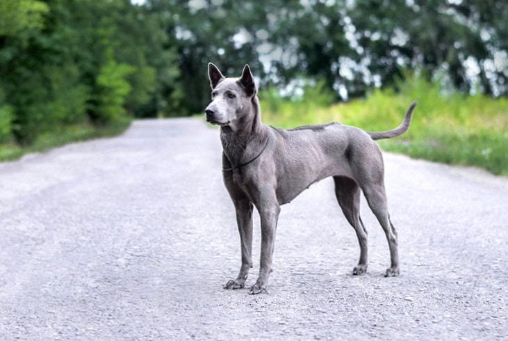 Thai Ridgeback wallpapers HD