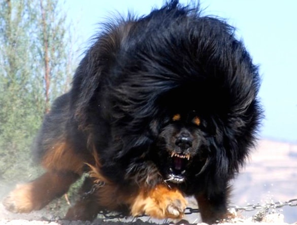 Tibetan Mastiff wallpapers HD