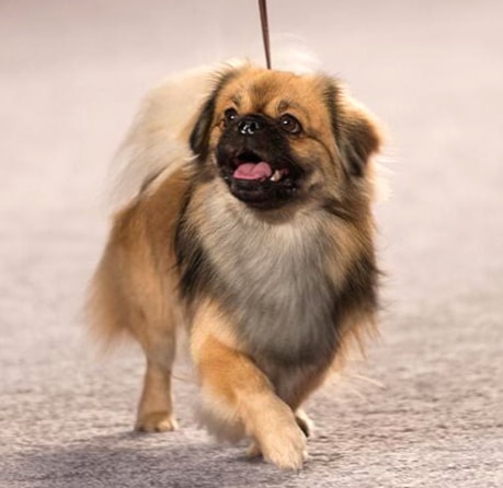 Tibetan Spaniel wallpapers HD