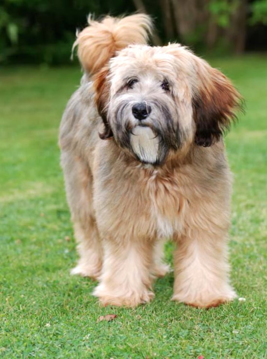 Tibetan Terrier wallpapers HD