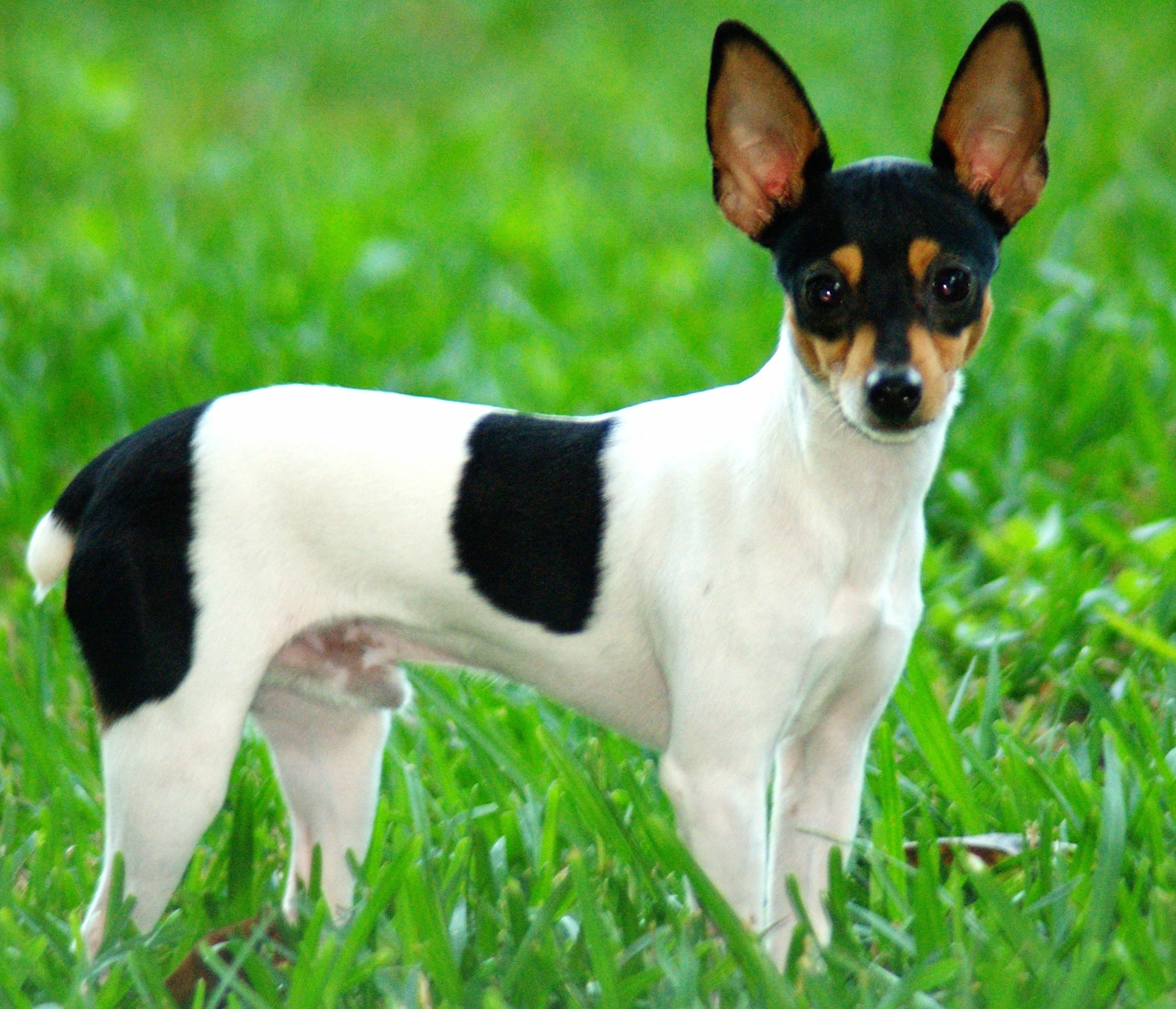 Toy Fox Terrier wallpapers HD